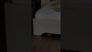 БЕЗУМНЫЙ ПАША У ВЕТЕРИНАРА — КОШКА В ШОКЕ! ИРИШКА ЧИКИ ПИКИ ТОЖЕ