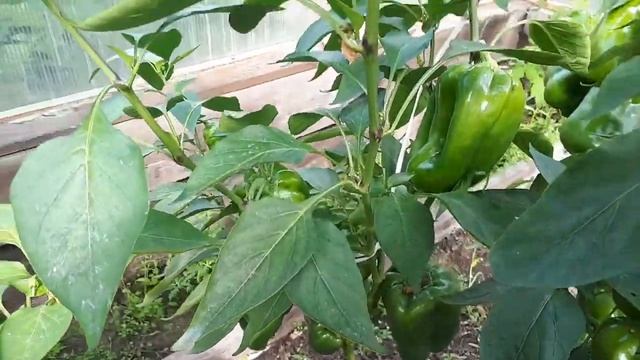 2186.  Знакомьтесь - перцы Екатерина и Гурме.