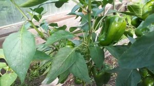 2186.  Знакомьтесь - перцы Екатерина и Гурме.