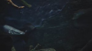 Арапайма. Живое ископаемое. Ровесник динозавров Юрского периода. Рыбы. Океанариум РИО