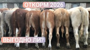 ОТКОРМ БЫЧКОВ В 2026! ВЫГОДНО ЛИ?