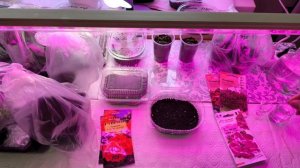 Сею свою любимицу пеларгонию Скарлетт 🌺💃💃💃💃досеяла питунию 🌸