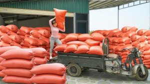 Покупаю тонну кукурузных зерен и продаю их сельским жителям в качестве корма для животных. Фуонг