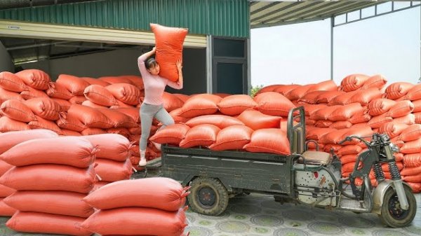 Покупаю тонну кукурузных зерен и продаю их сельским жителям в качестве корма для животных. Фуонг