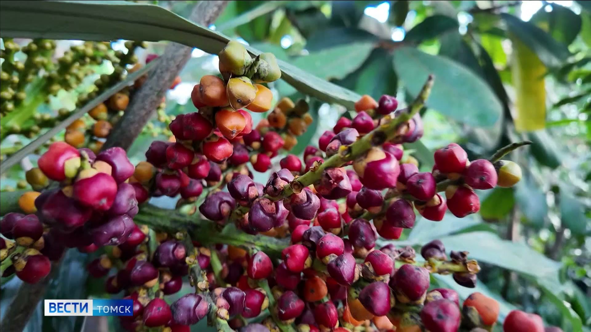 Вести-Томск, выпуск от 03.02.2026 09:30 смотреть онлайн