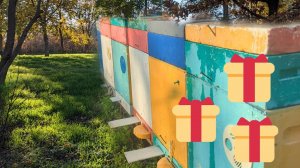 Розыгрыш призов!! Состояние пчёл на ноябрь....