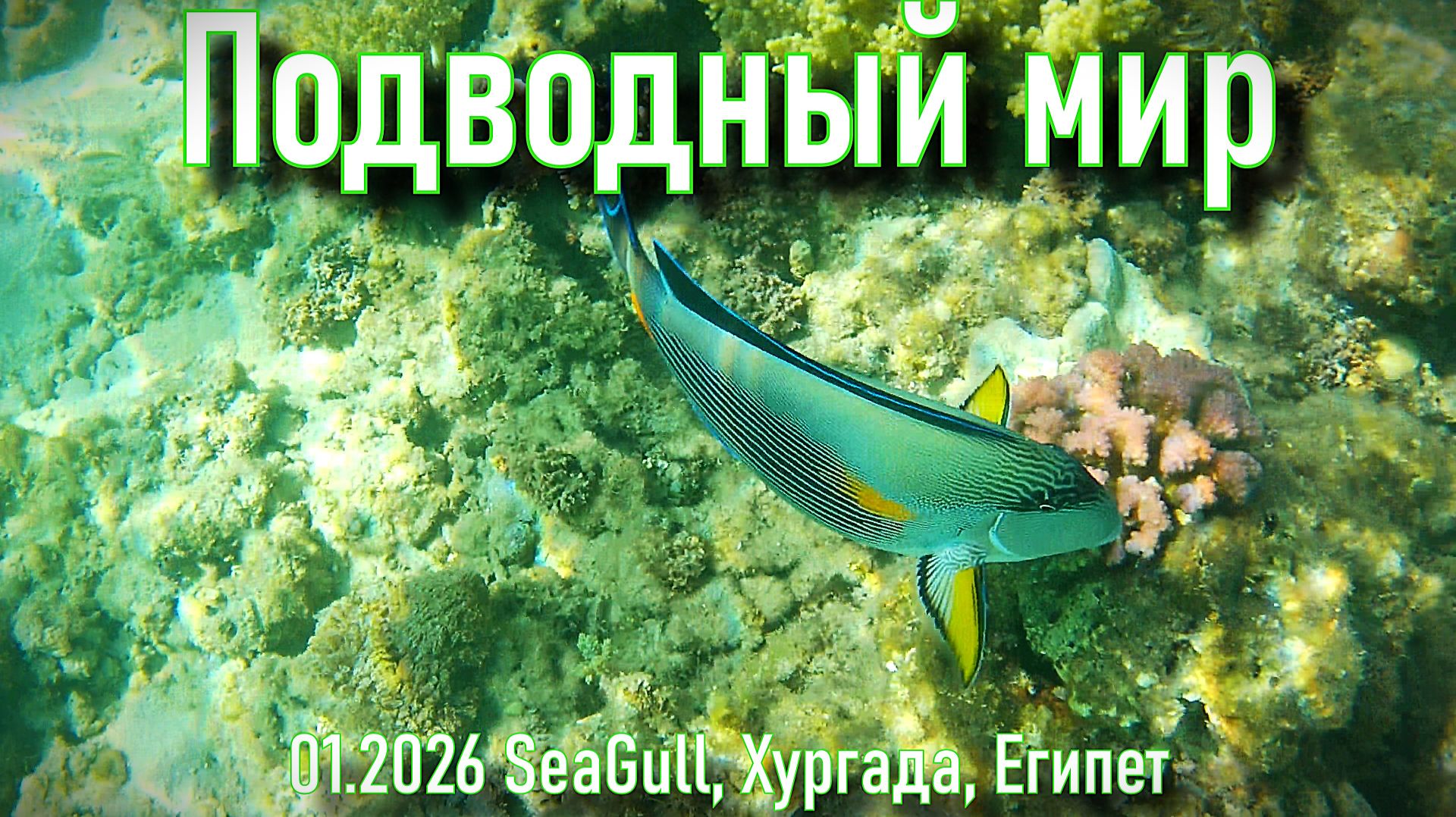 Подводный мир - SeaGull - Red Sea - Хургада-2026 смотреть онлайн