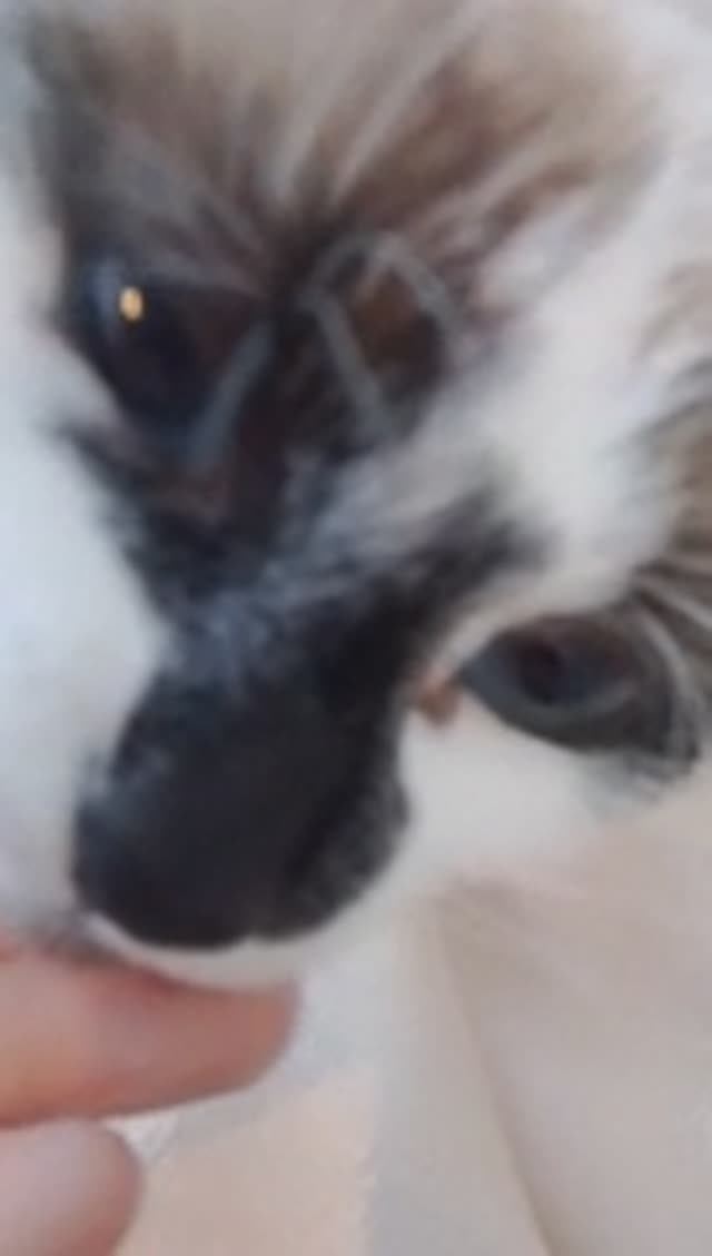 бешеная кошка смотреть онлайн