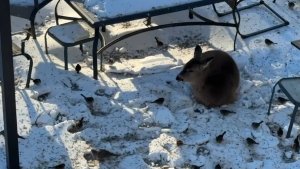 Подкармливаю птиц