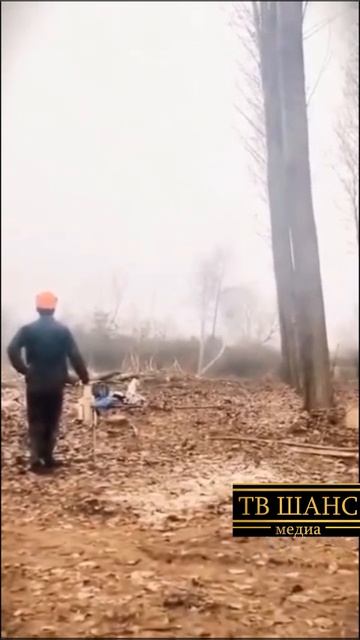 Лесорубы - недотёпы... #шок #испуг #ужас #кошмар #страх #чернаяполоса #нервы #страшно #непруха смотреть онлайн