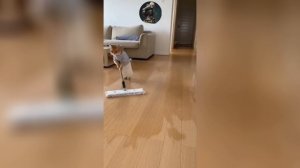 ИИ-МЕМЫ СБОРНИК НЕЙРО-МЕМОВ С КОТИКАМИ 🐈 #sora2 #cat #funny #animals