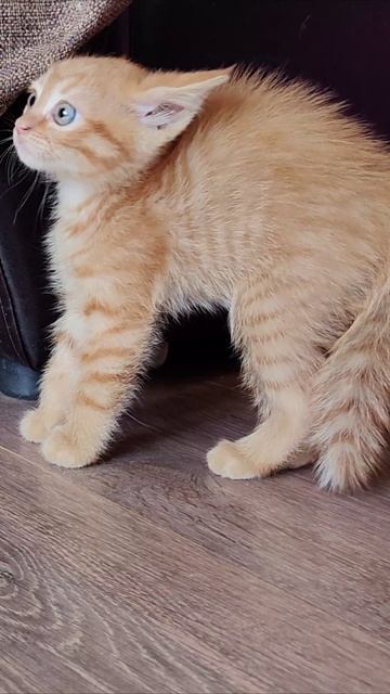 Неприятная встреча. #кошки #котеноки