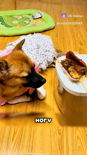 Умная собака смотреть онлайн