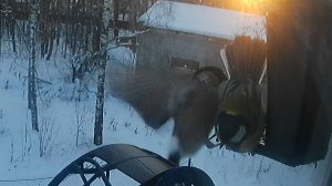 Шар-Синица игнорирует миссис Снегирь