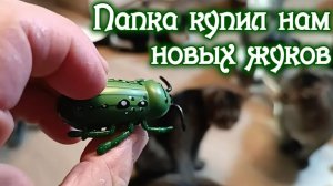 Папка купил нам новых жуков.