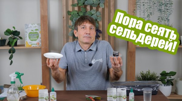 Сельдерей на рассаду: как сажать корневой, черешковый и листовой сельдерей