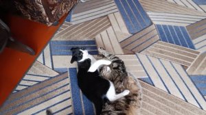 Мухаморина