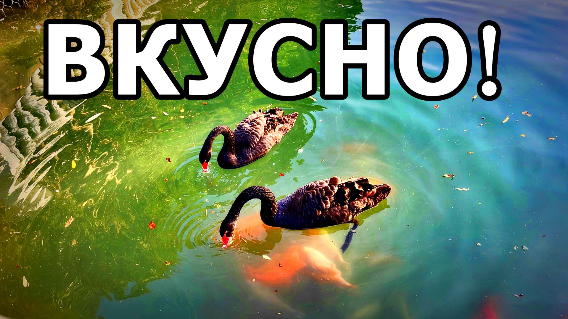 ЧЁРНЫЕ ЛЕБЕДИ И РЫБЫ ДЕЛЯТ ФЕЙХОА) ПАРК «ЮЖНЫЕ КУЛЬТУРЫ». АДЛЕР. НОЯБРЬ 2025. смотреть онлайн