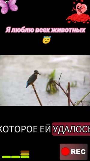 Животные приколы и не только😅