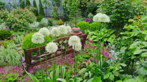 Коллекция декоративных луков в моём саду - это любовь на долгие годы. 03.02.2026 г. Пятигорск.