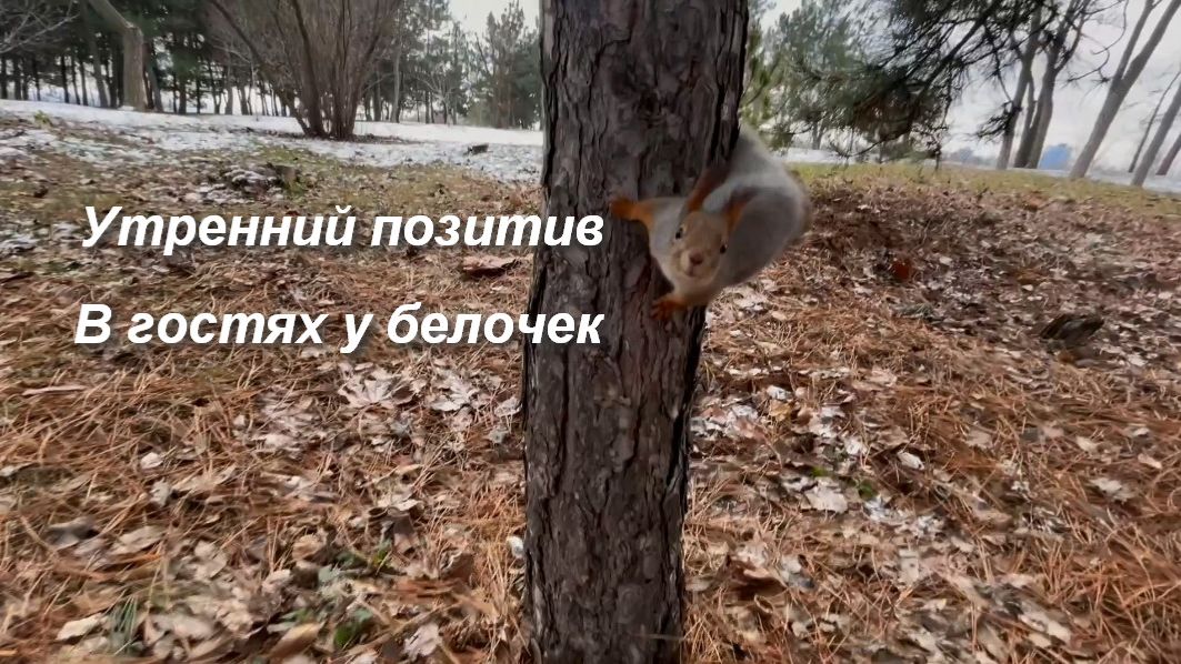Утренний позитив, в гостях у белочек