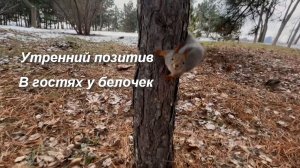 Утренний позитив, в гостях у белочек