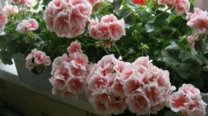 После этой подкормки цветы оживают и пышно растут