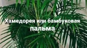 Хамедорея или бамбуковая пальма