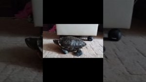 черепахи.mp4