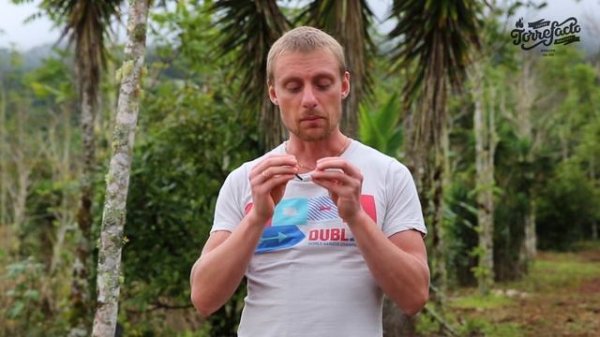 Цветы кофейного дерева - Torrefacto