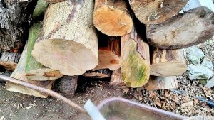 Поездка в Пицунду на стрижку и сбор валежника