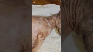 Для тех, кого волнуют когти и животик Снежка