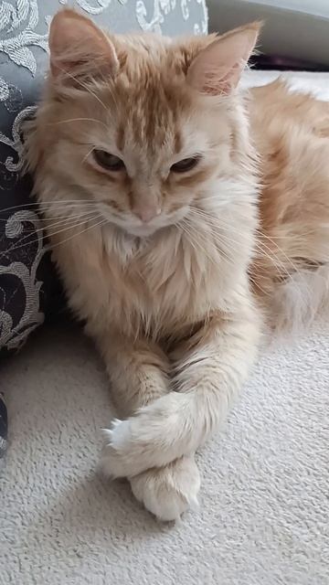 #zen 🧘 # Sonya 😽🫰💜🩷🤍