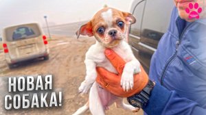 Мы не устояли! Купили щенка породы чихуахуа! Первая встреча!