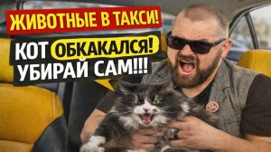 Животные в Такси: Мой Кот накакал, убирай теперь сам! Пассажиры с животными против таксистов! Треш!