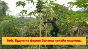 Anh Bushcraft. Будни на ферме бананы папайя морковь.