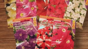 Сею петунью.