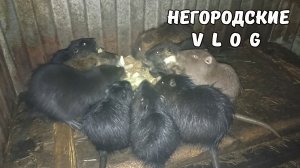 На хозяйстве всегда шумно и весело! 01.02.26