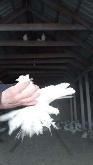 3.02.2026г Персы на продажу!!!+79298223260 Константин
