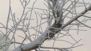 В Центральной России сильные морозы продержатся еще несколько дней.