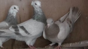 Голуби Петровича в  Астрахани!