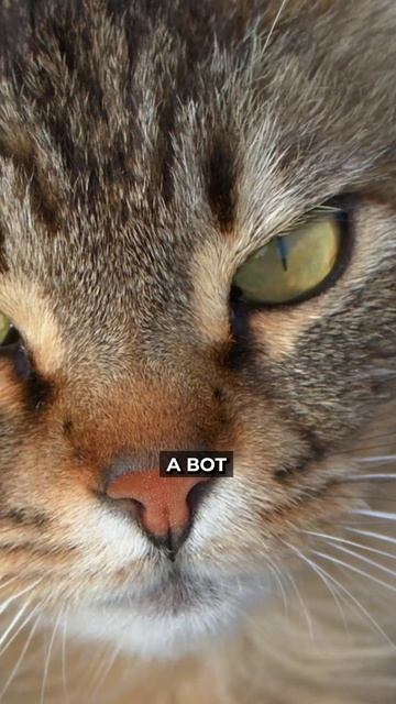 🤔❄️ Мерзнут ли кошки зимой на улице смотреть онлайн