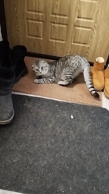 мой кот знает команду 😁 смотреть онлайн