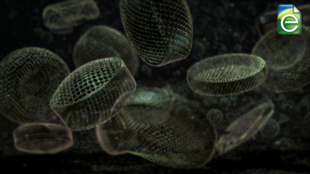 Formation of Fossil Fuels смотреть онлайн