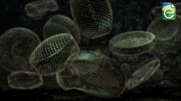 Formation of Fossil Fuels