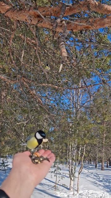 Приветливые синички в морозное утро