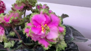 Цветут фиалки в феврале🌹🌹🌹