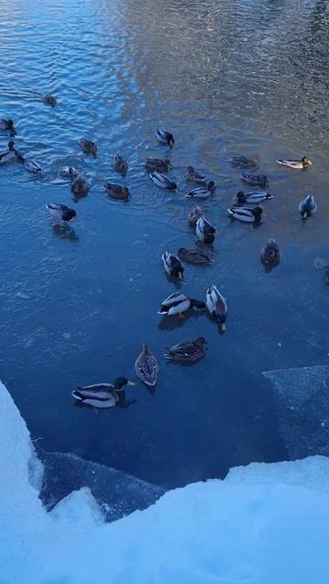 Утки на Яузе / ч 2 / 2026