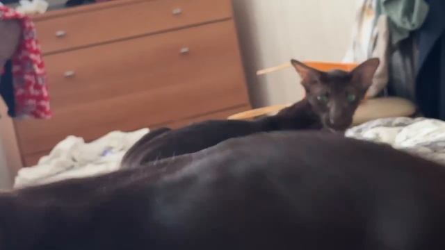 Как кошка с собакой смотреть онлайн