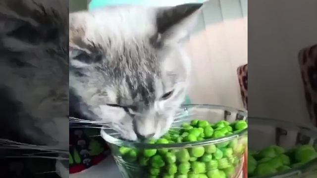 Вкусное смотреть онлайн